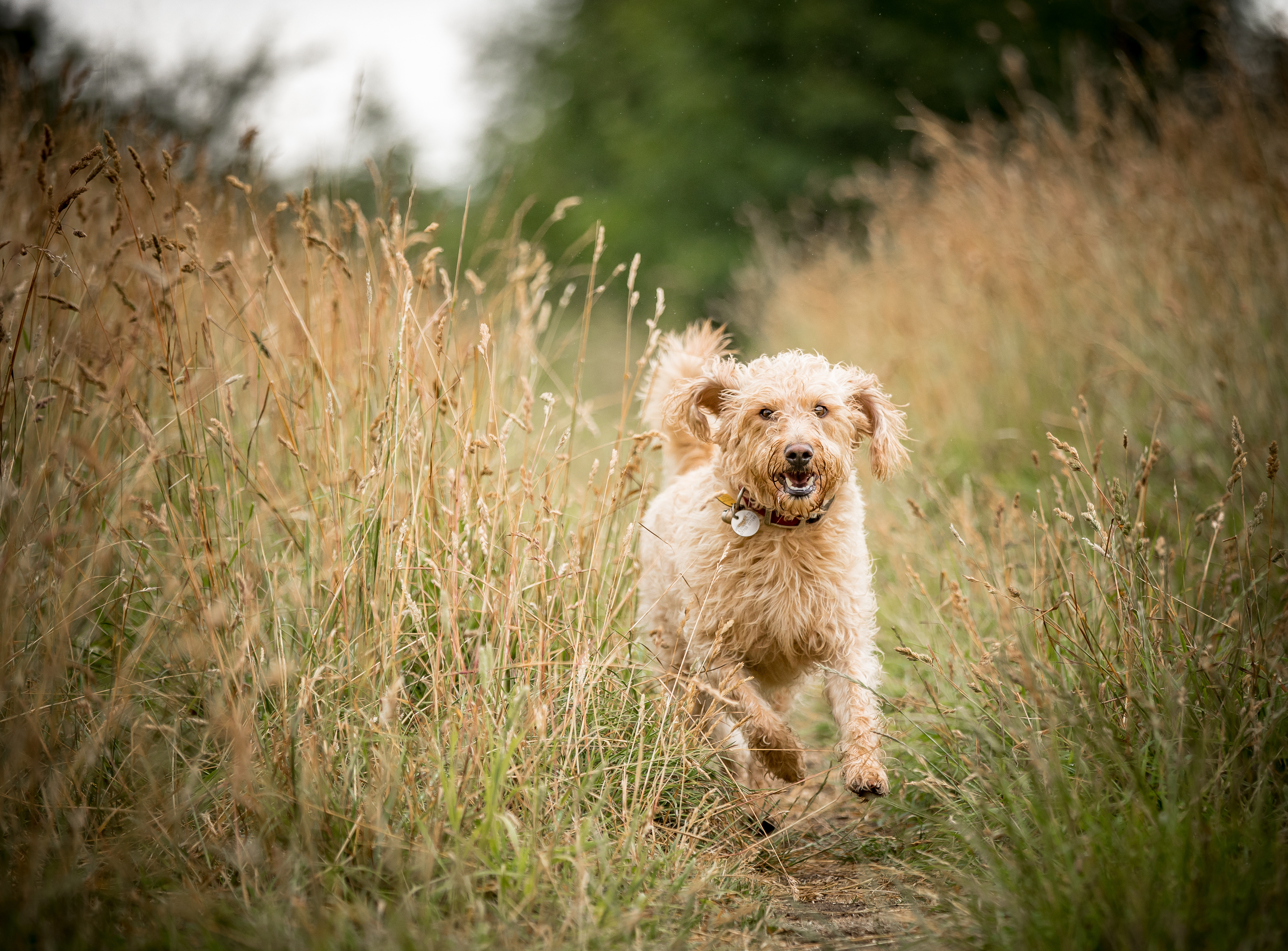 Labradoodle in Bewegung