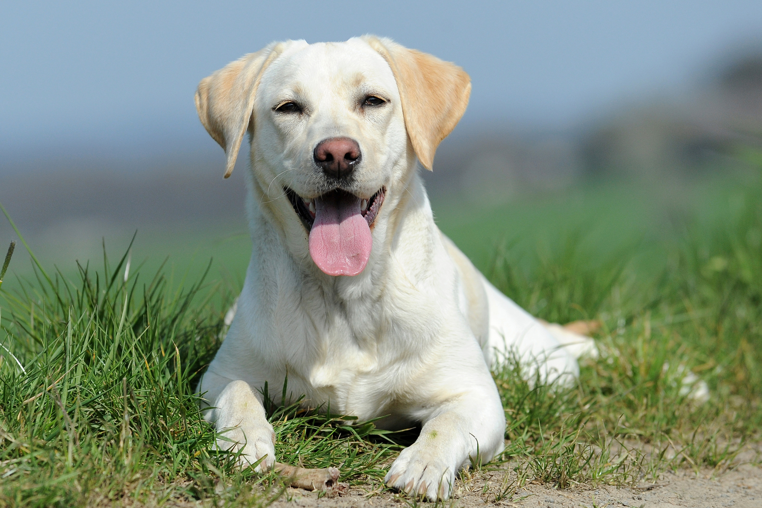 Labrador Hell