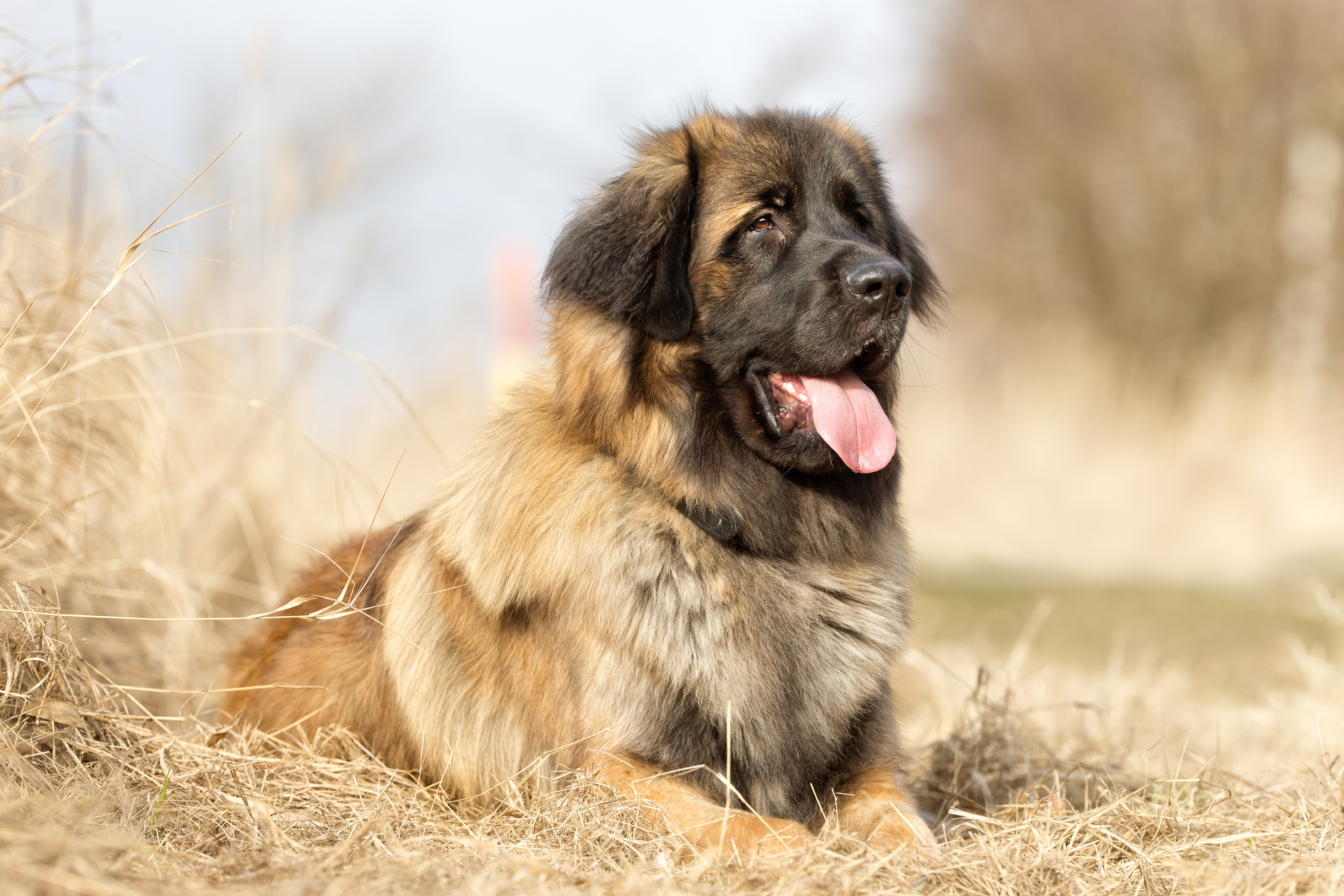 Leonberger liegt auf dem Boden