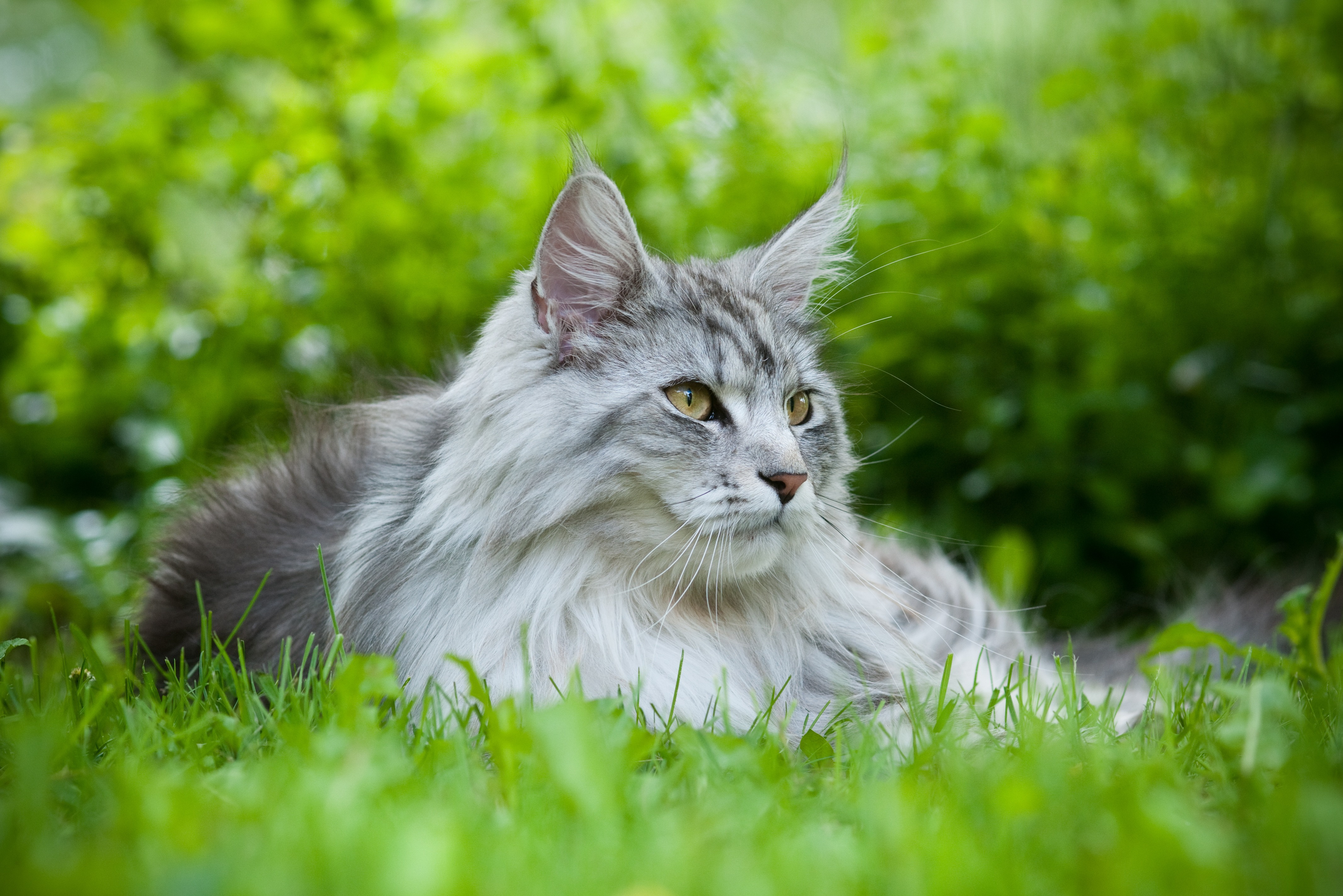 Eine Maine Coon Katze liegt auf dem Rasen und blickt in die Ferne.