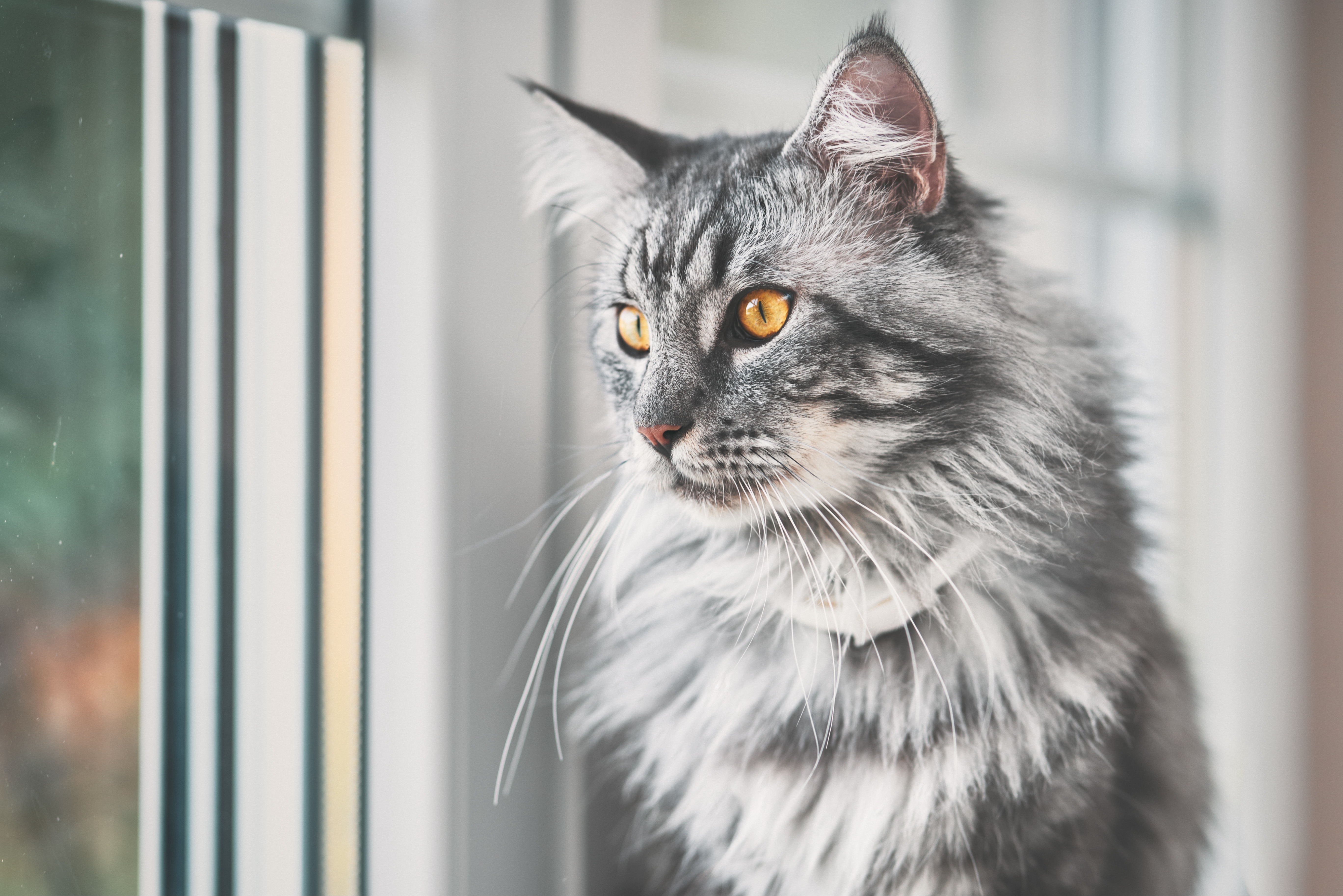 Eine Maine Coon Katze schaut neugierig aus dem Fenster.