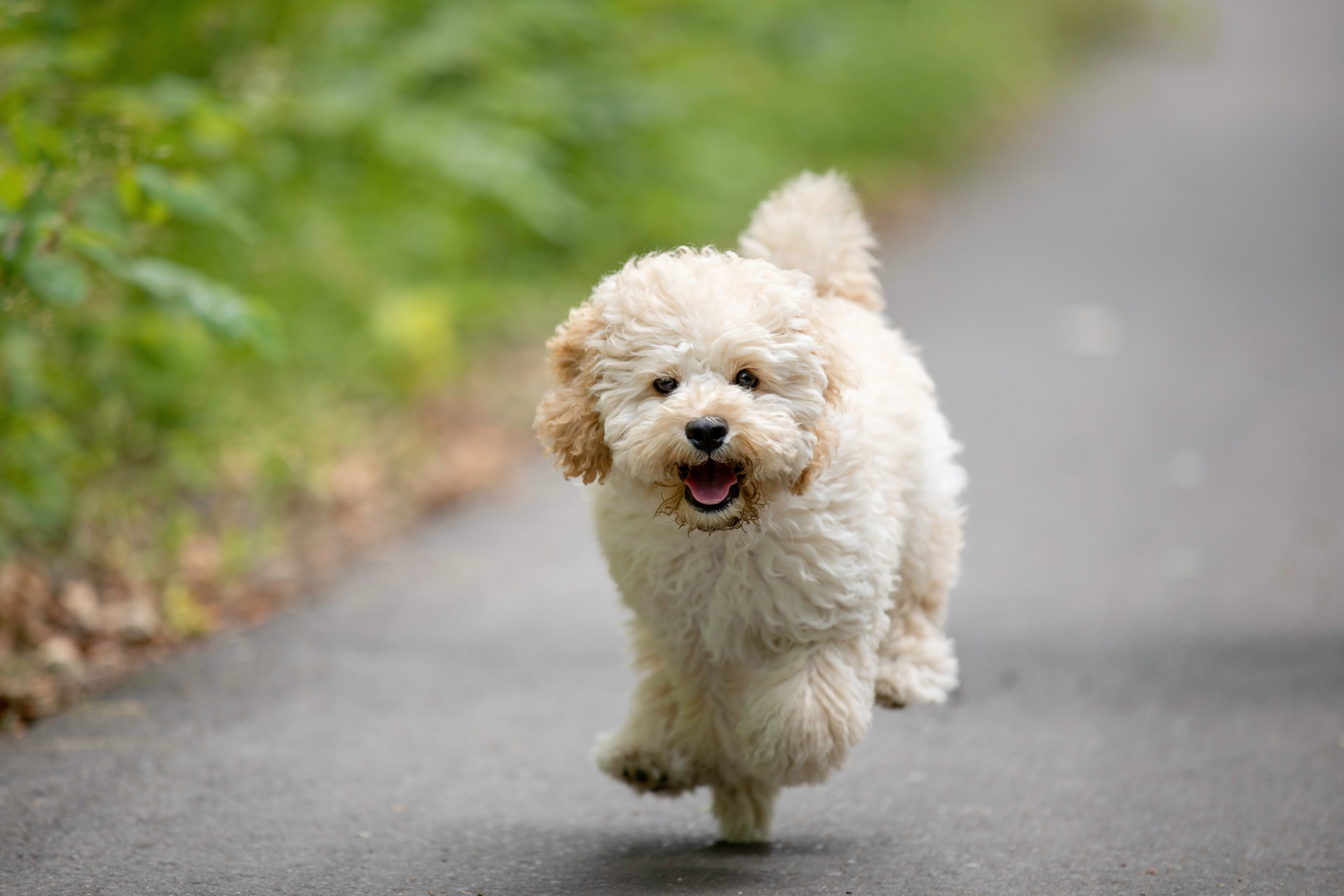 Maltipoo in Bewegung