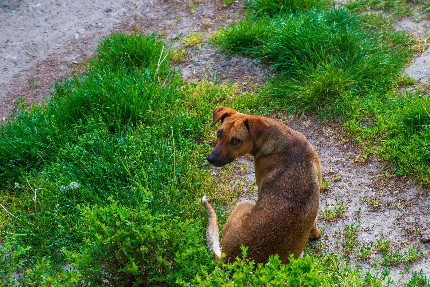 Österreichischer Pinscher von oben