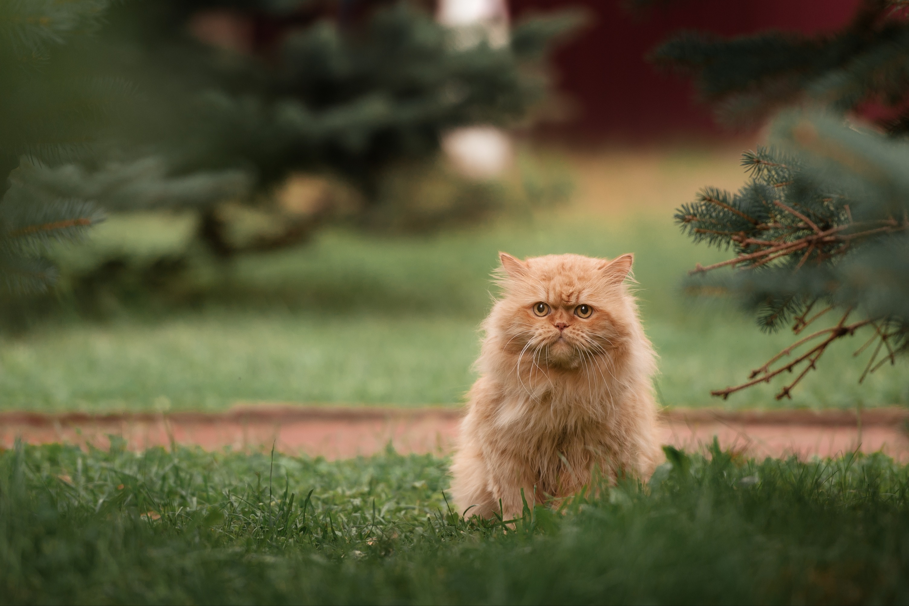 Eine Perserkatze sitzt auf dem Gras und schaut entspannt geradeaus.