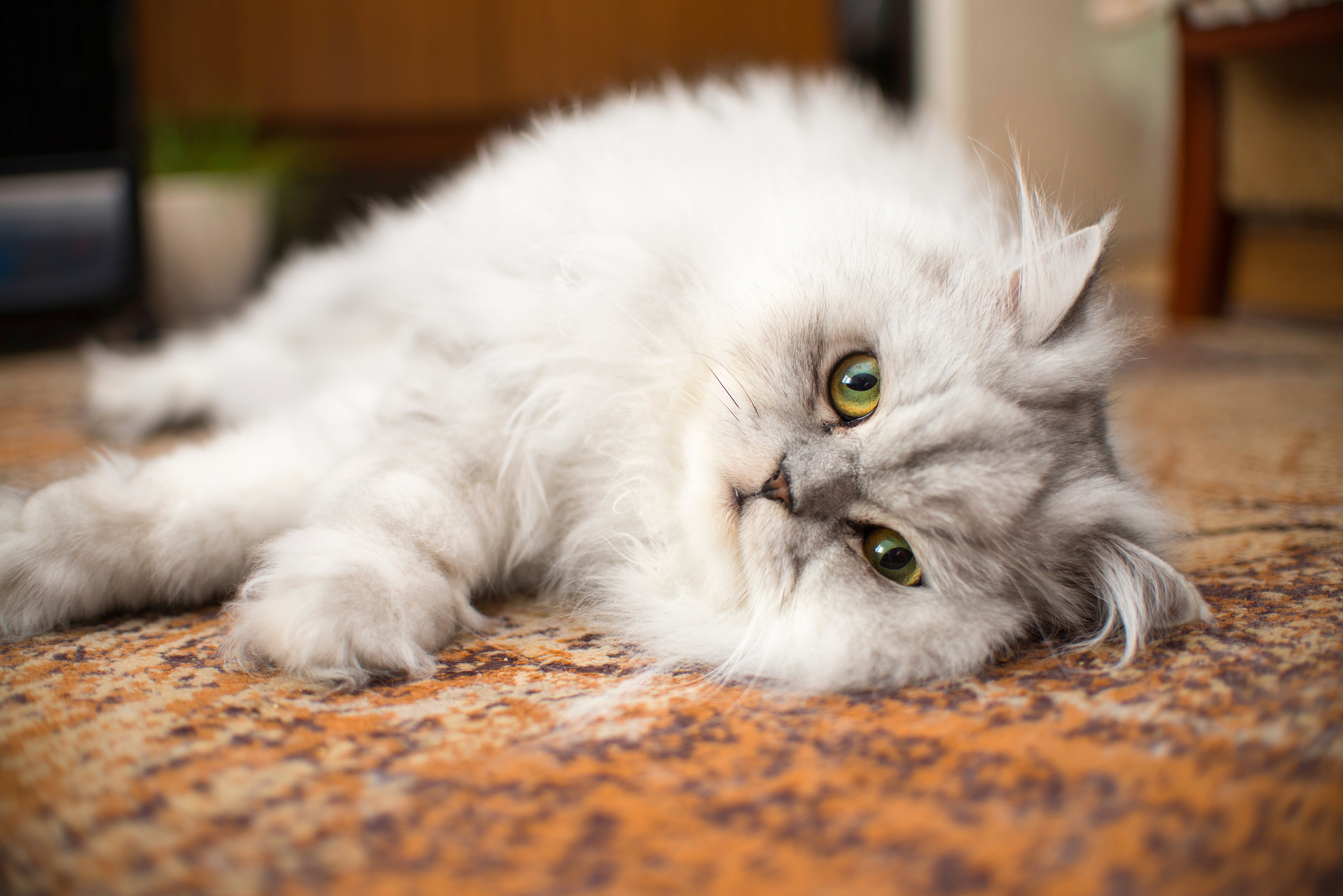 Eine Perserkatze liegt gemütlich auf dem Teppich und ruht sich aus.