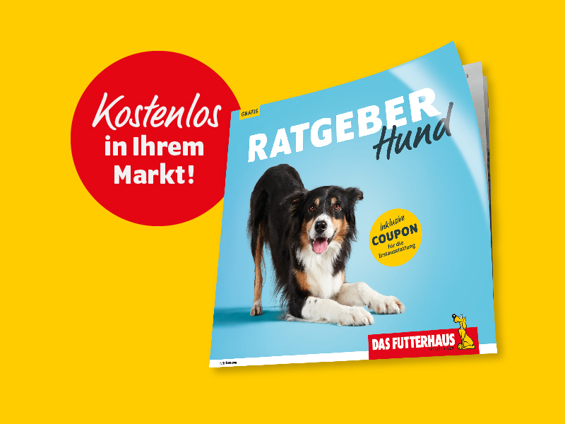 Ratgeber_teaser_Hund