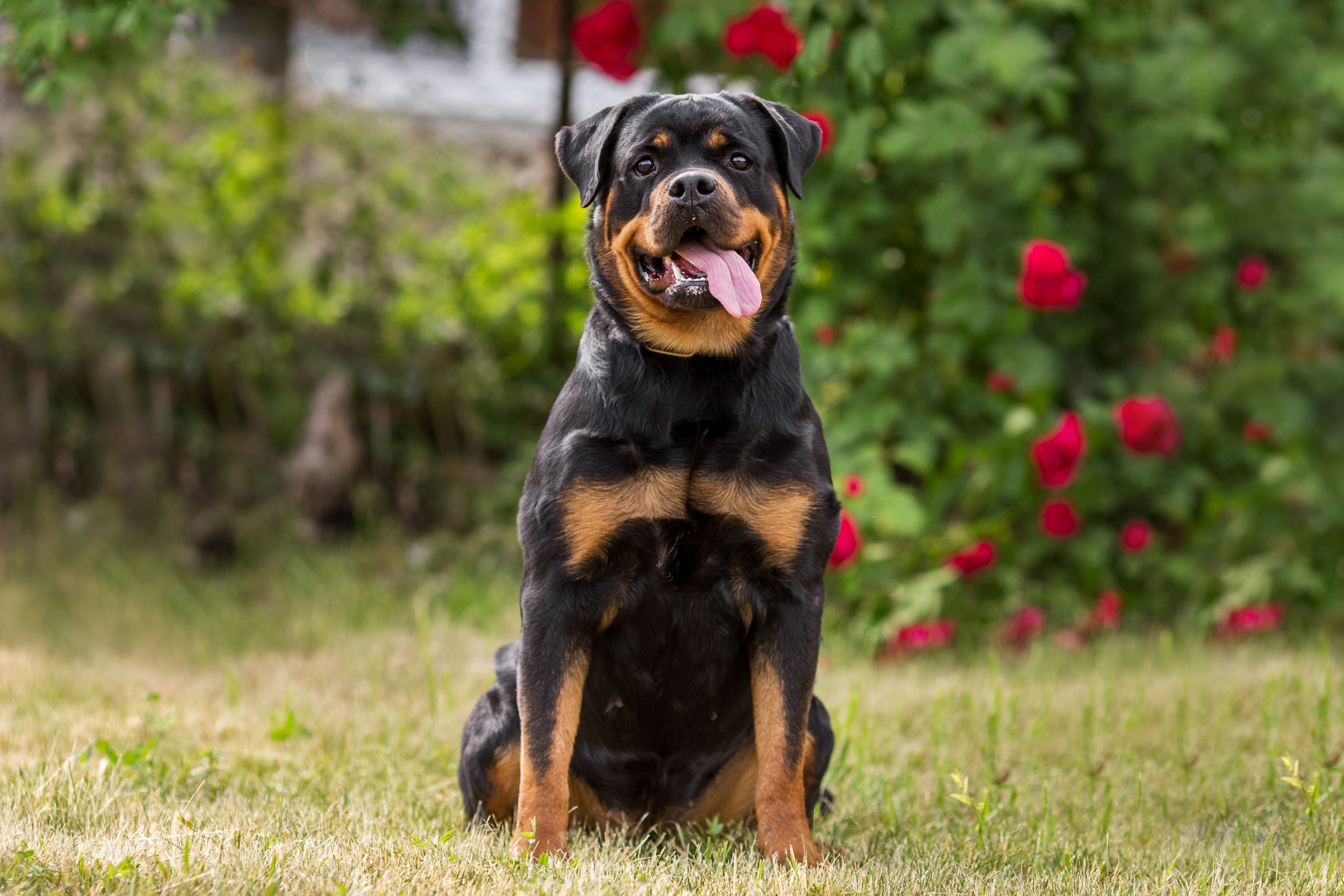 Rottweiler_Vorderansicht