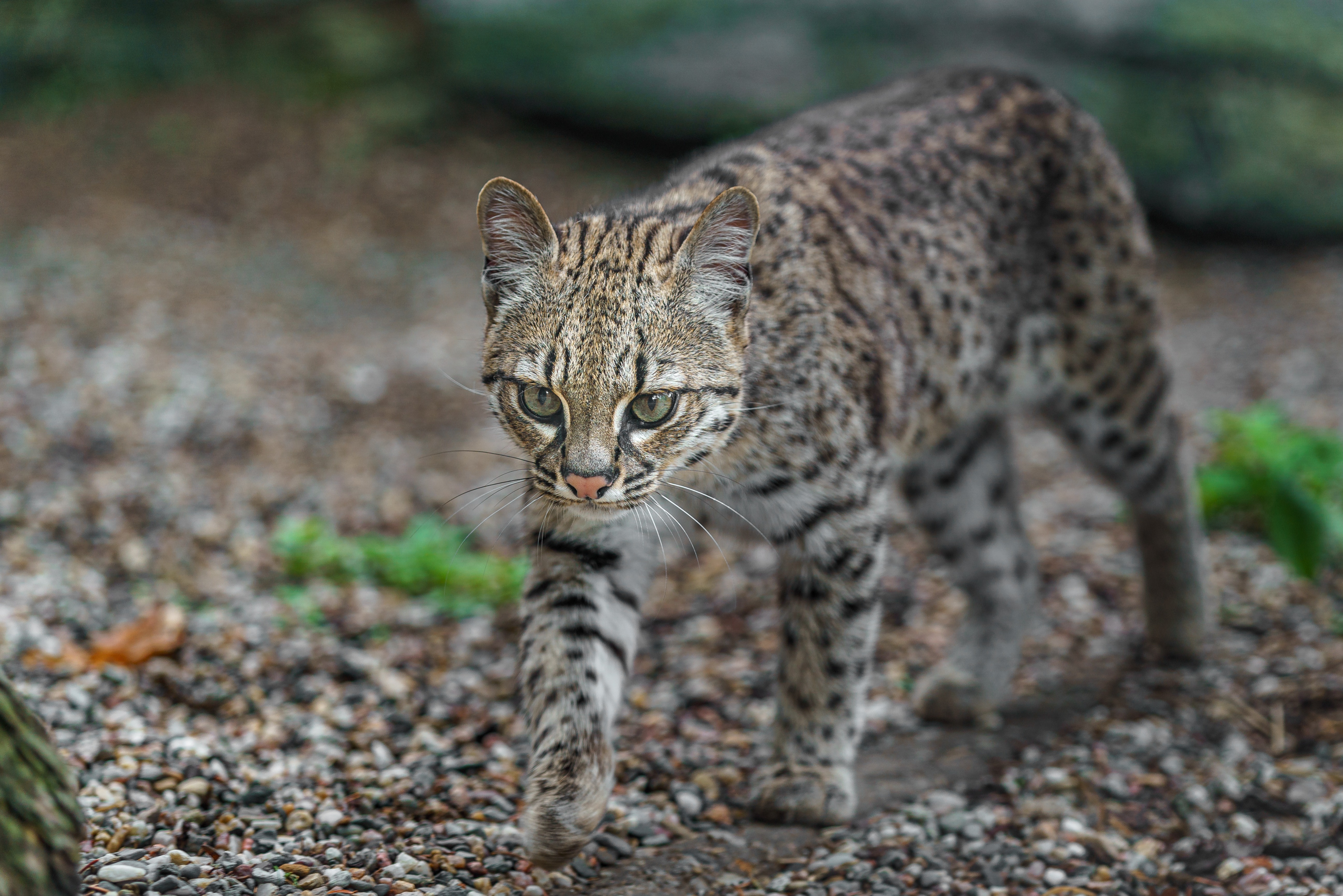 Eine Savannah Katze läuft draußen und erkundet neugierig die Umgebung.