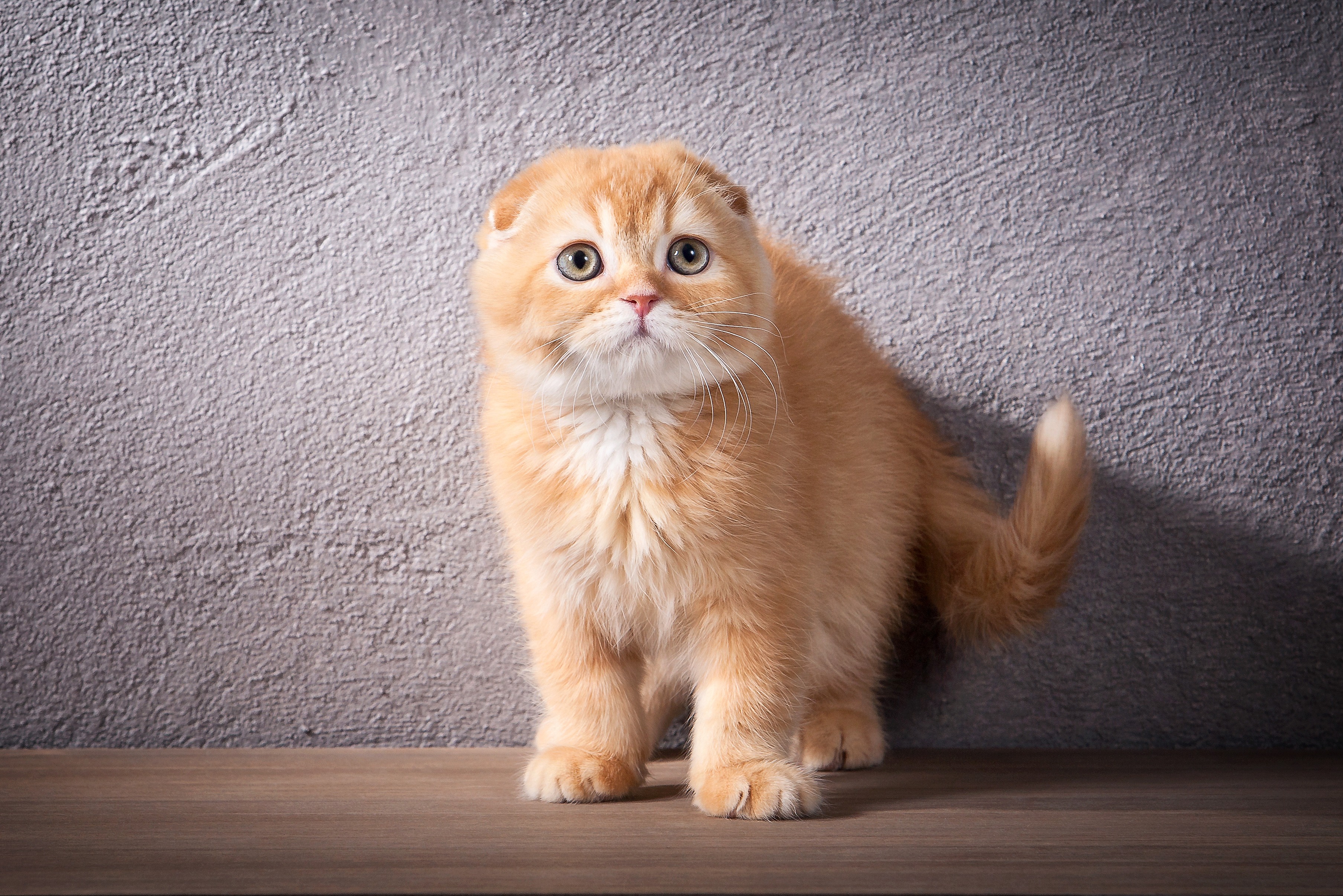 Ein Scottish Fold Kitten steht an der Wand und schaut neugierig auf das, was vor ihm passiert.