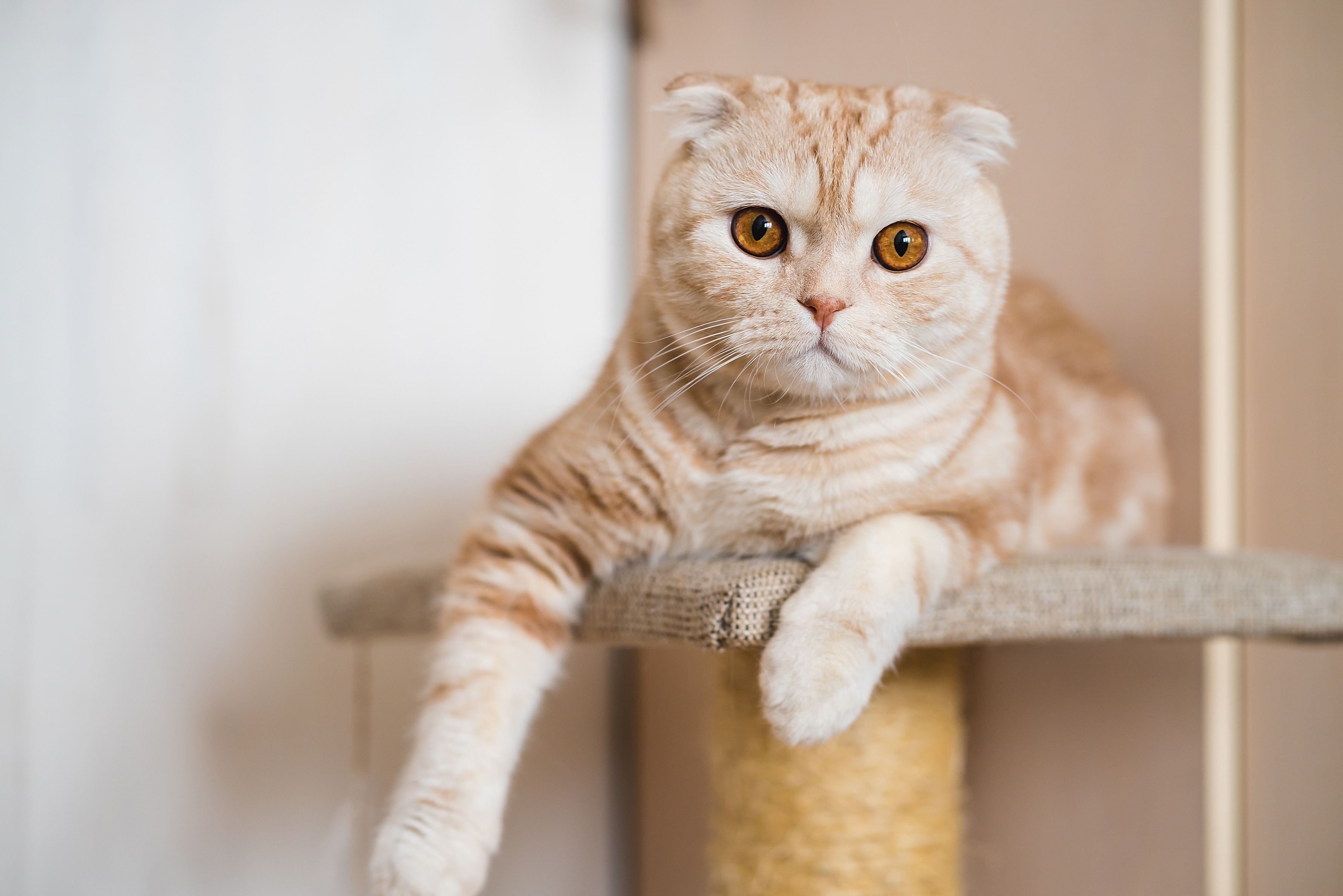 Eine Scottish-Fold-Katze liegt entspannt auf dem Katzenbaum und schaut ruhig nach vorne.