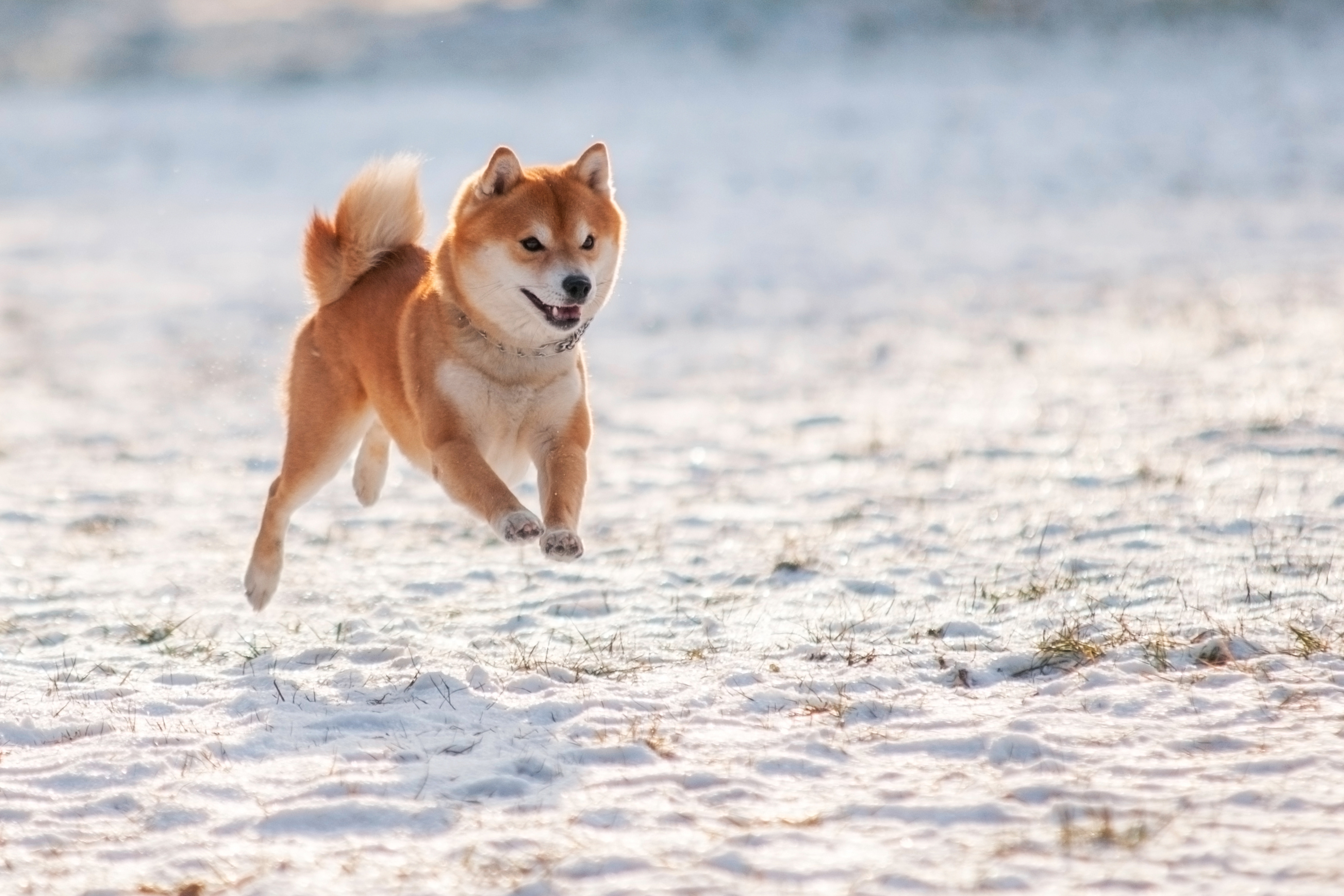 Shiba_Inu_Bewegung