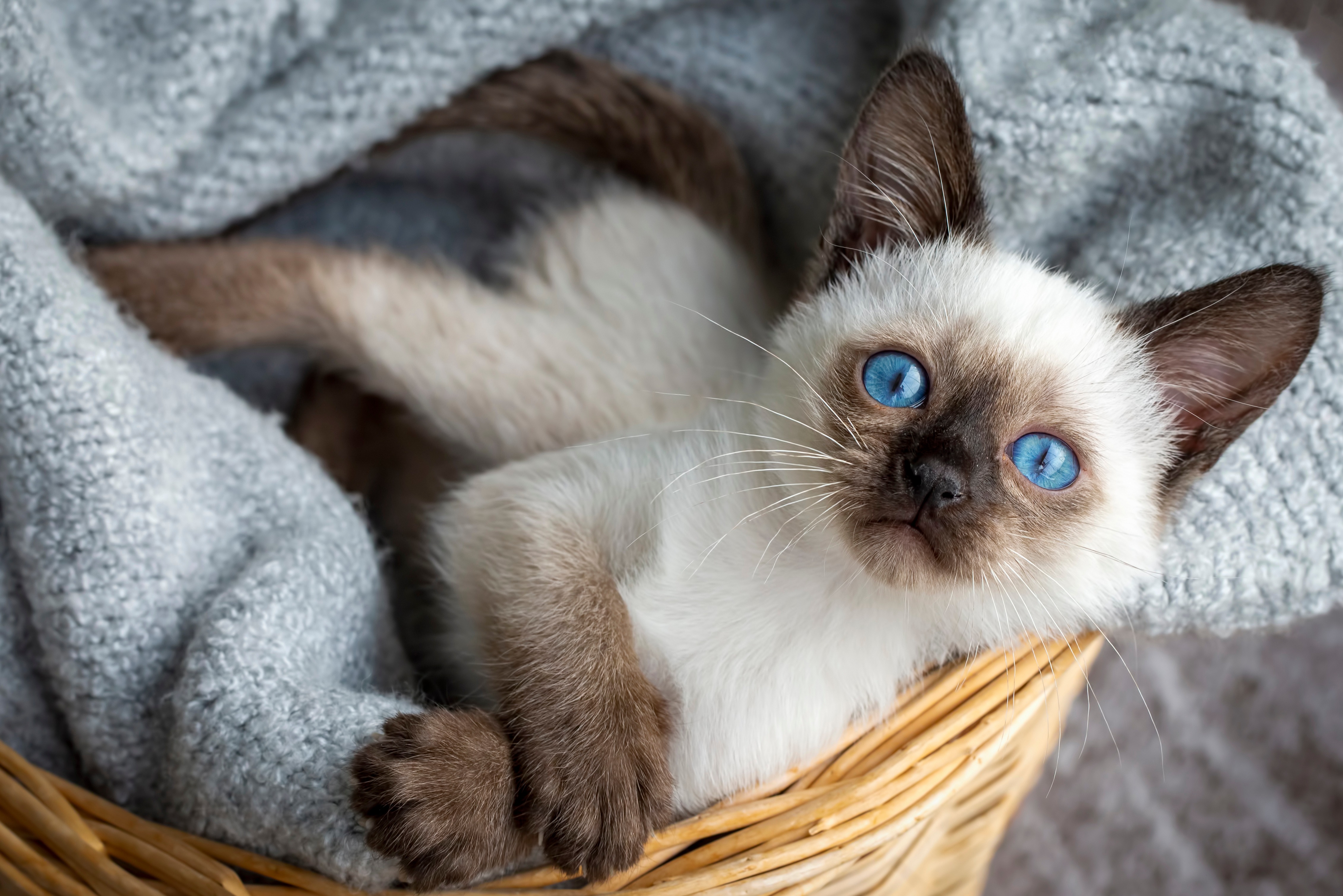 Ein Siamkatzen-Kitten liegt im Korb und ist ganz in seine neugierige Beobachtung vertieft.