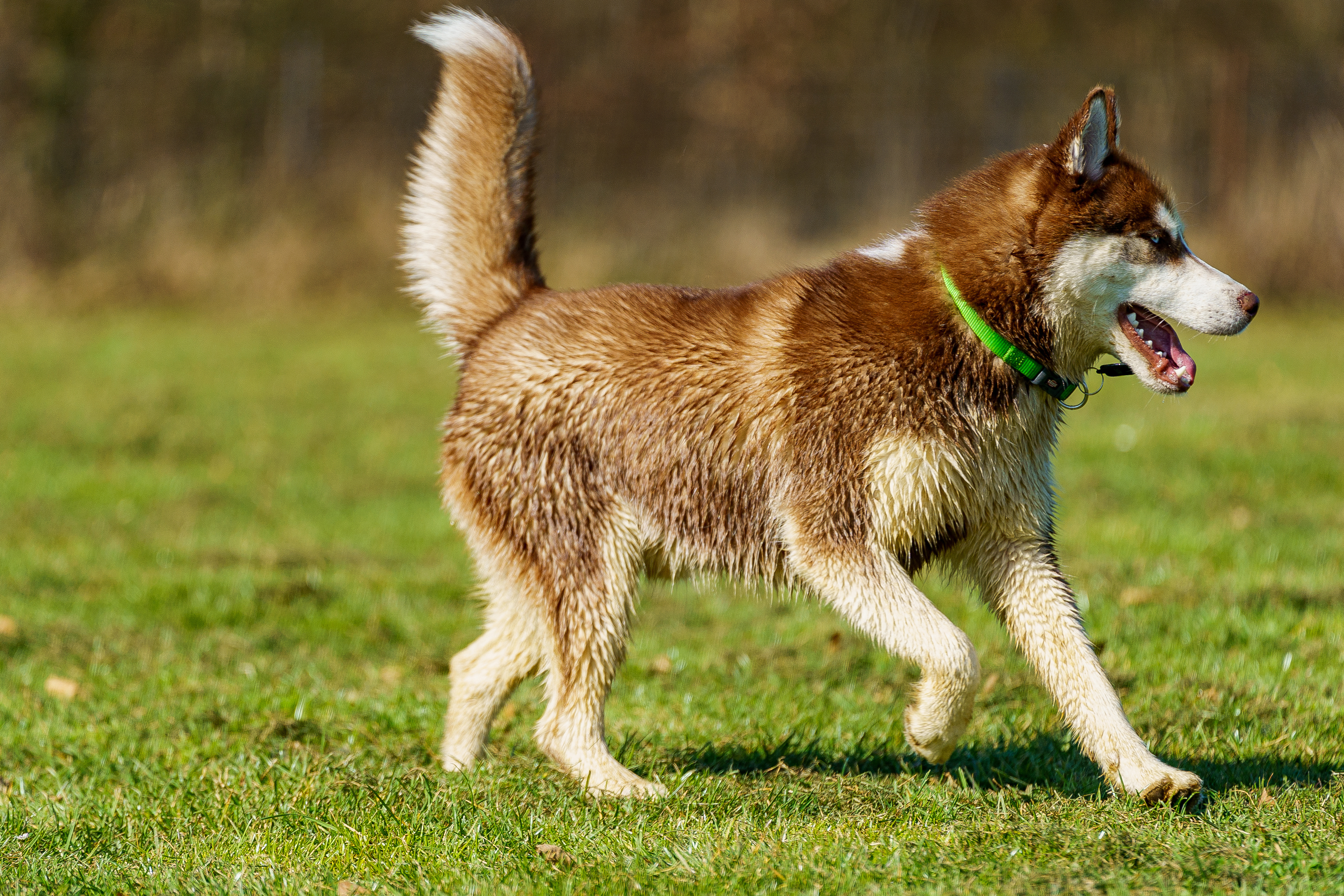 Siberian_Huskey_Bewegung