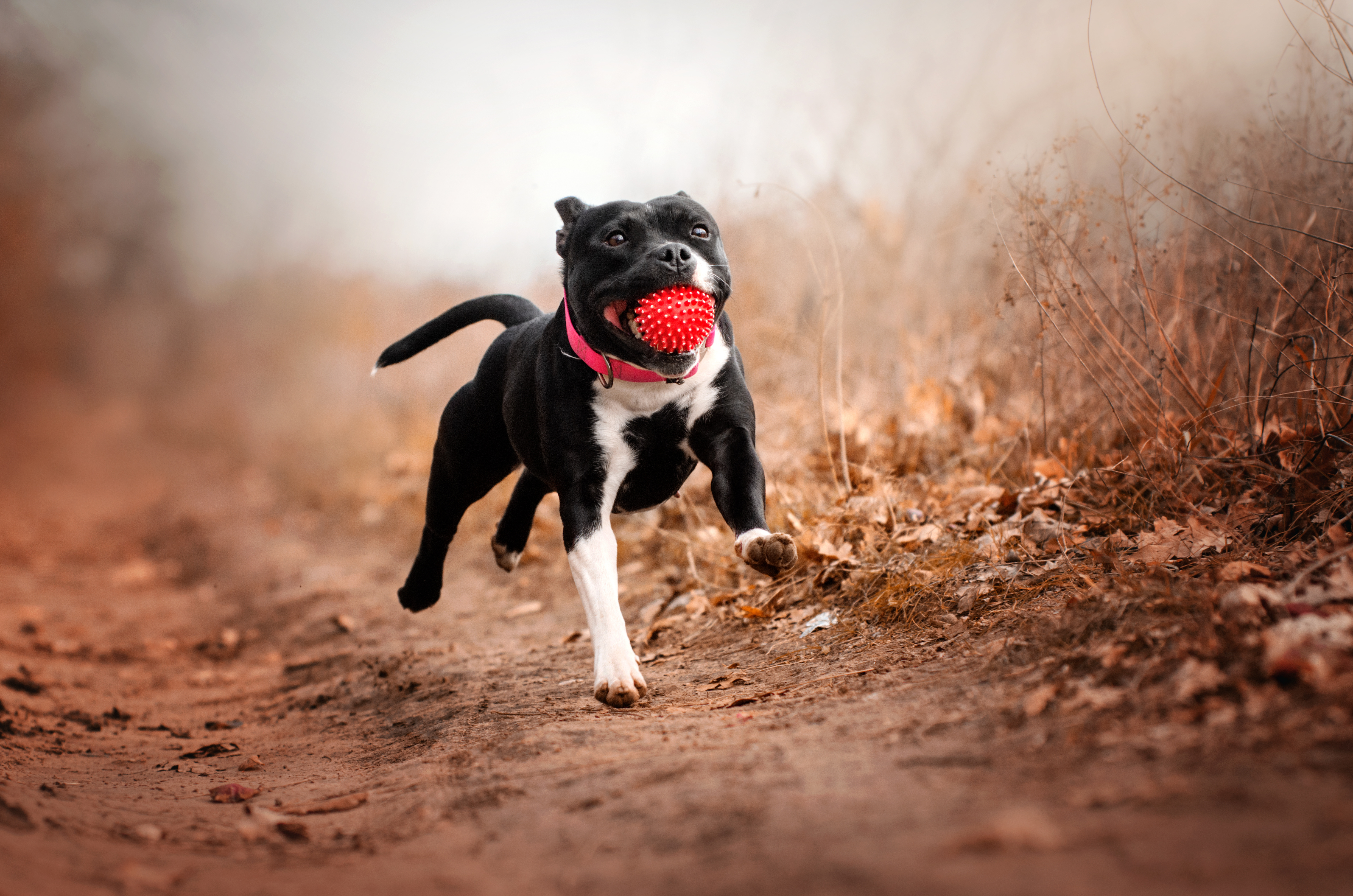 Staffordshire_Bullterrier_Bewegung