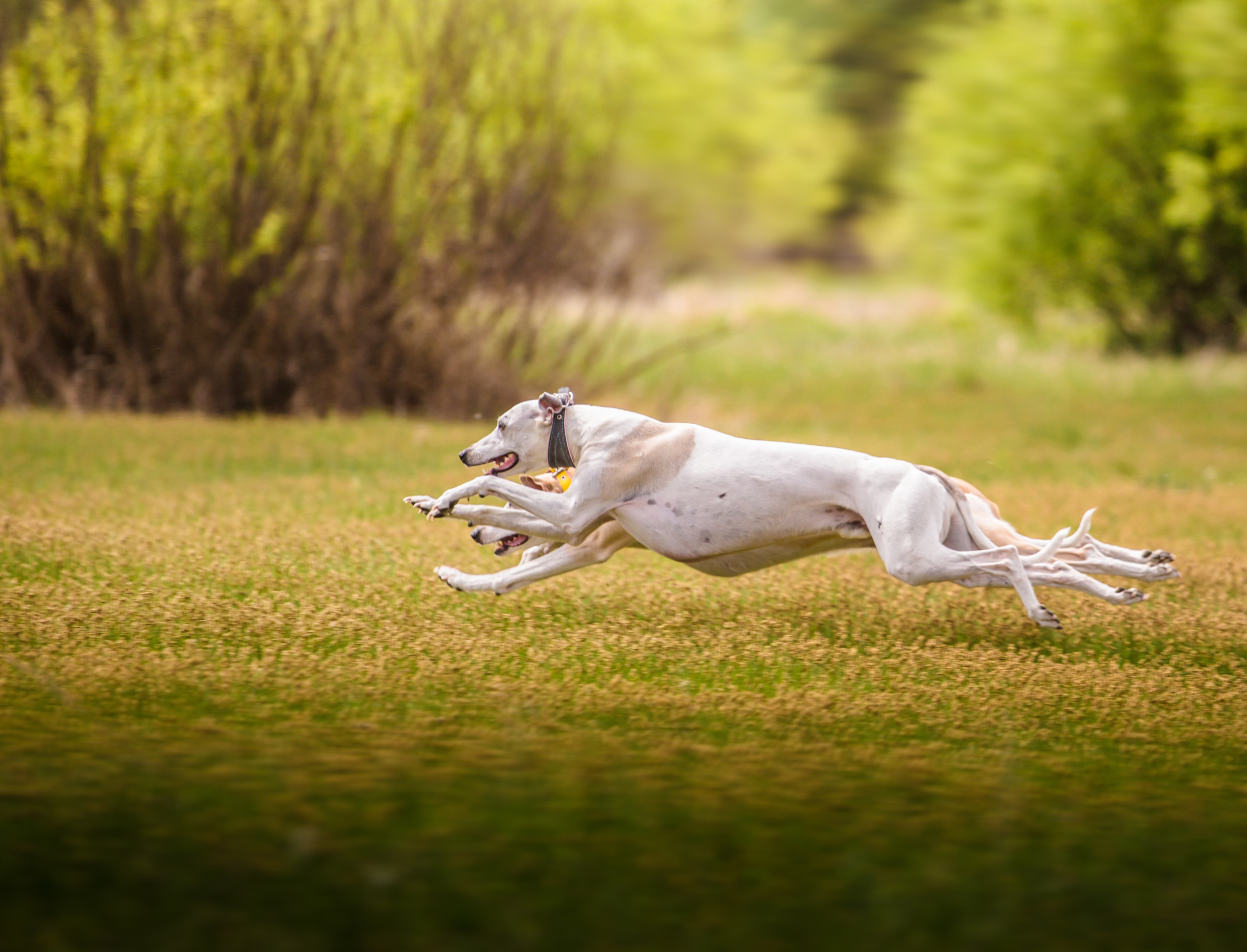 Whippet_Bewegung