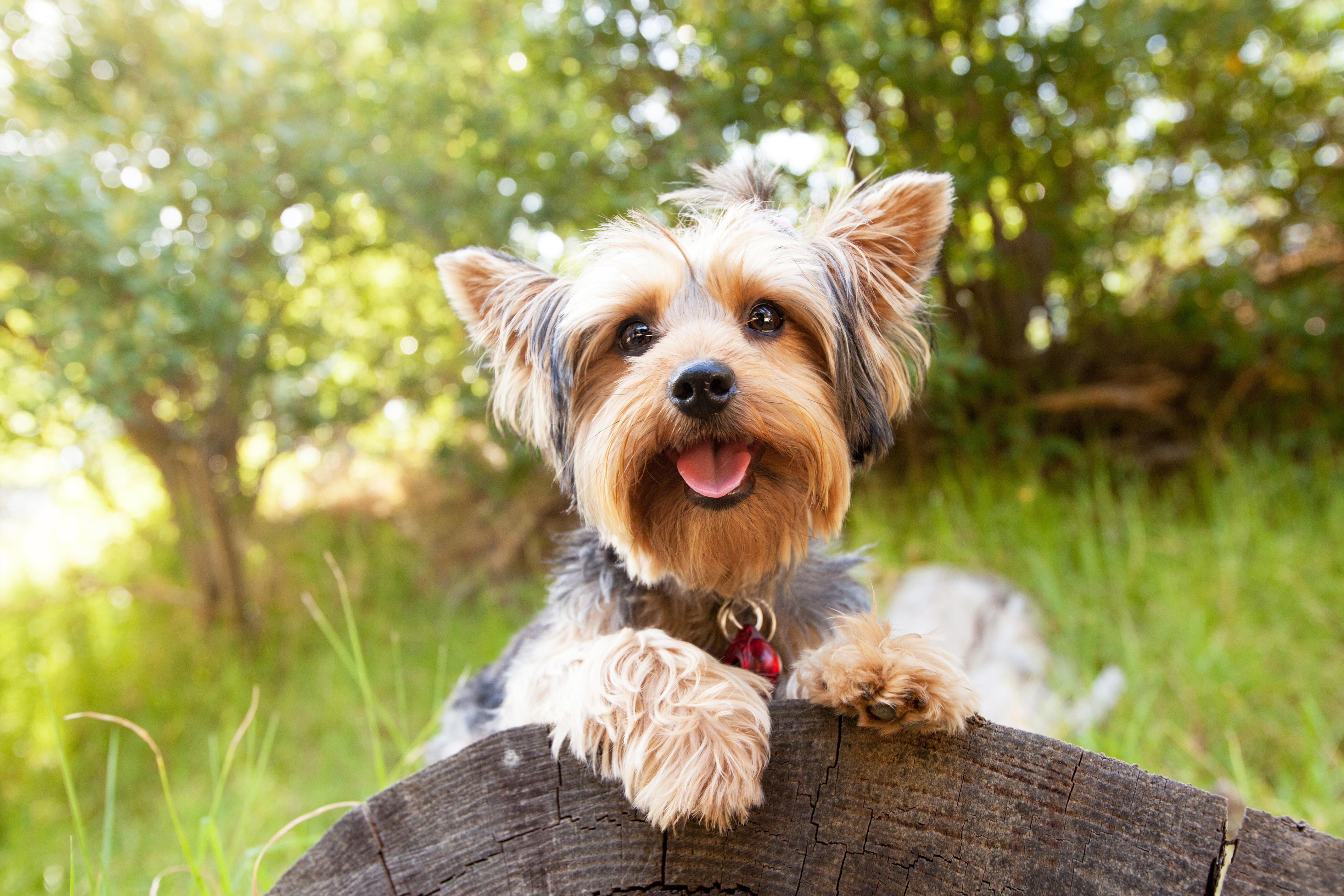 Yorkshire_Terrier_in_Bewegung