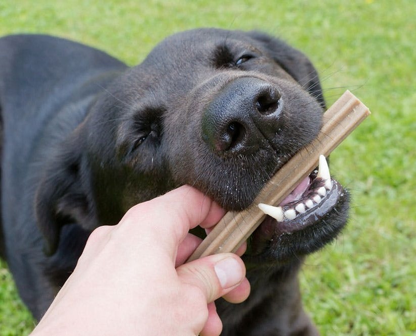 Zahnpflege bei Hunden