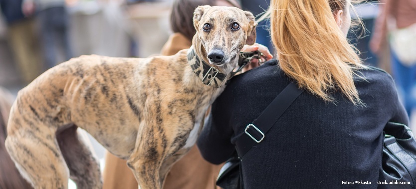 Gestresster_Hund_in_einer_Menschenmenge