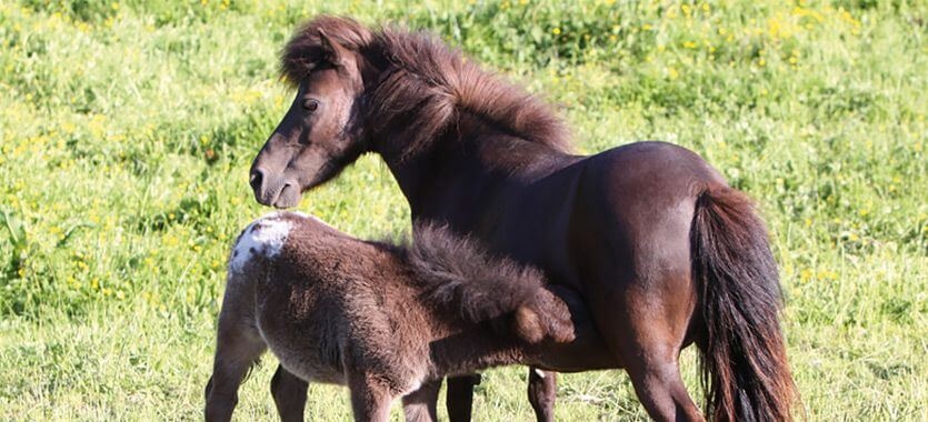 Shetlandponys