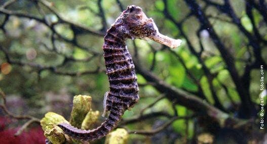 Seepferdchen in Meerwasseraquarium