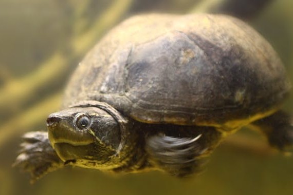 Die Haltung von Wasserschildkröten