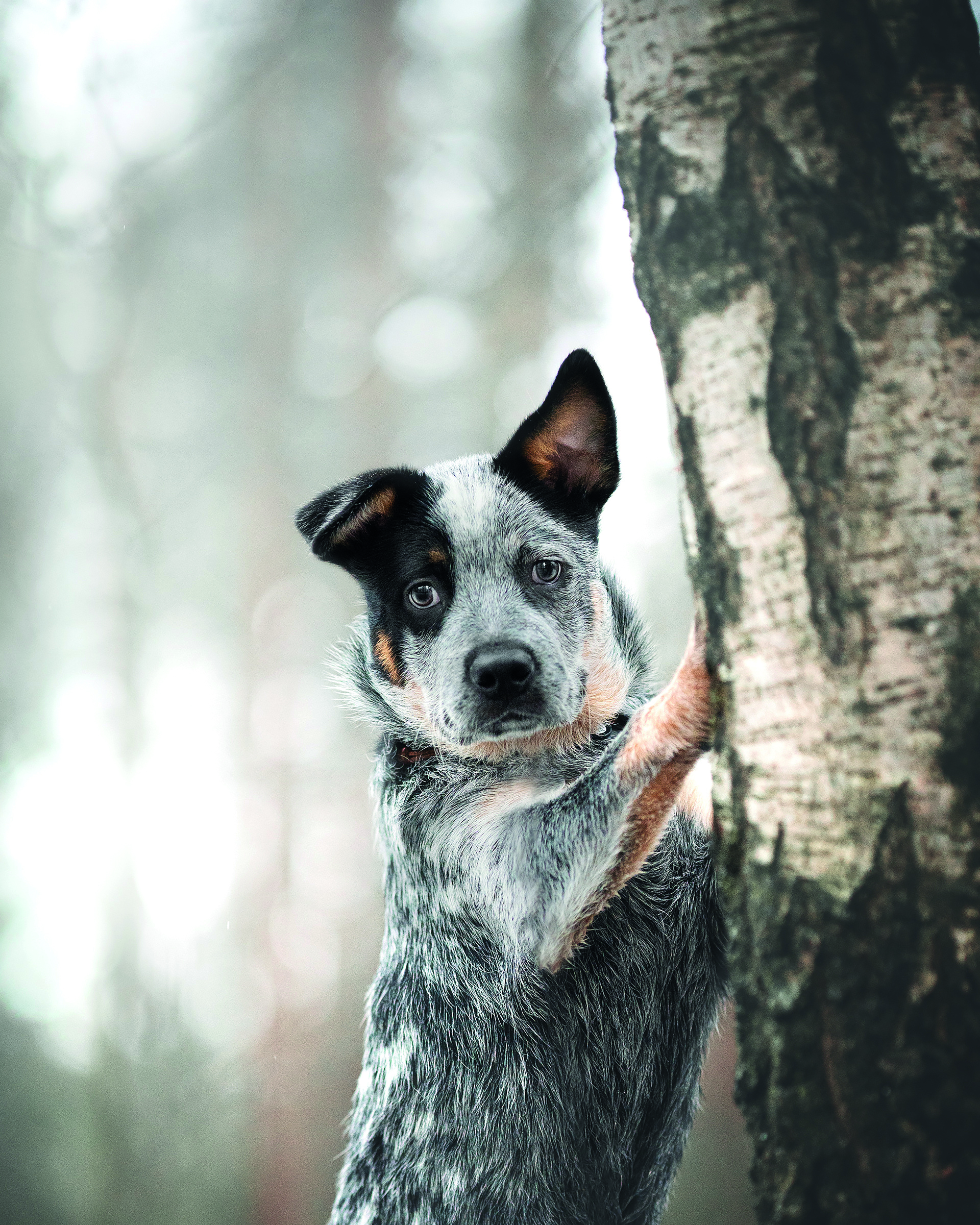 Australian Cattle Dog steht am Baum