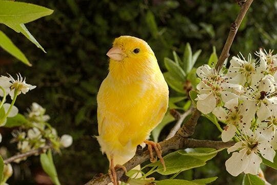 Kanarienvogel im Grünen