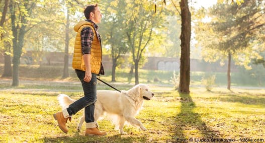 Leinentraining für den Hund