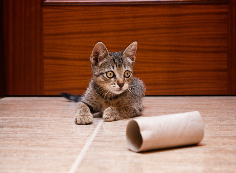 Spielkram für die Katze