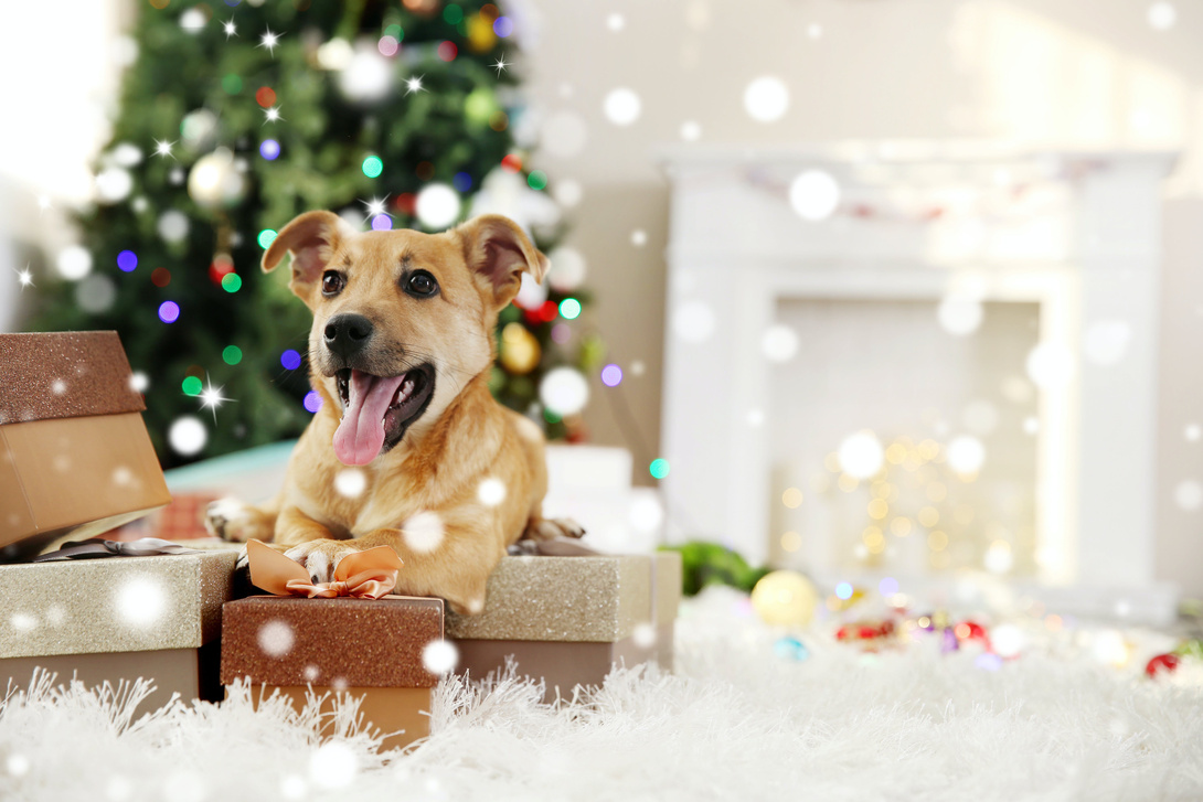 Hund_Weihnachtsbaum