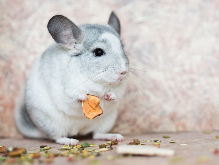 Chinchilla_beim_essen