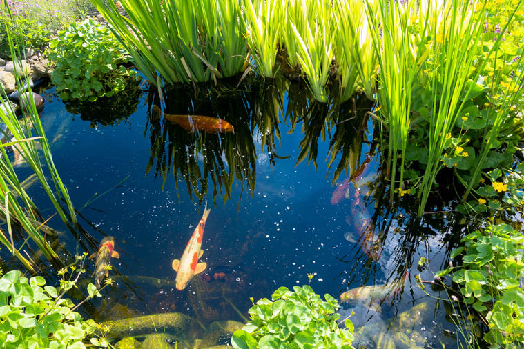 Bewachsener Teich mit Koi Karpfen