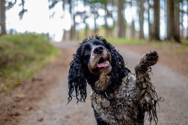 Hunde Sinkt?