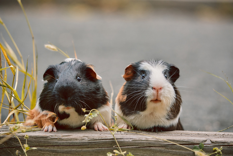 wie_alt_koennen_meerschweinchen_werden