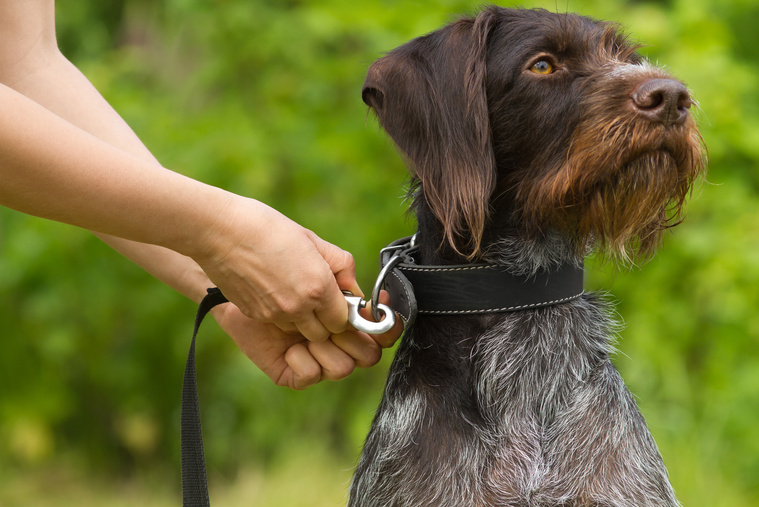 hundehaltung