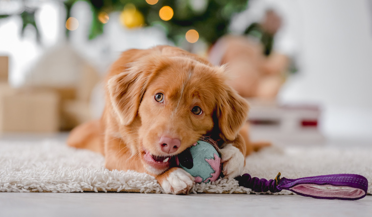 Hund und Weihnachten