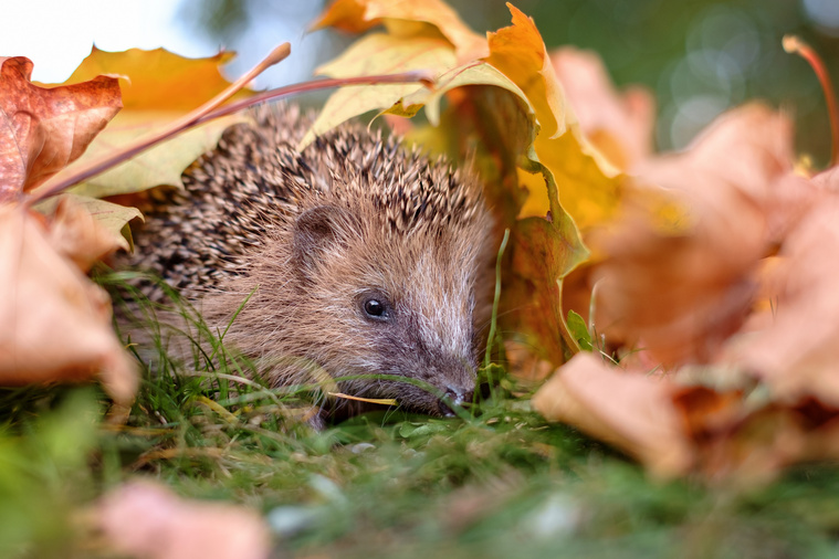 igel_fuettern