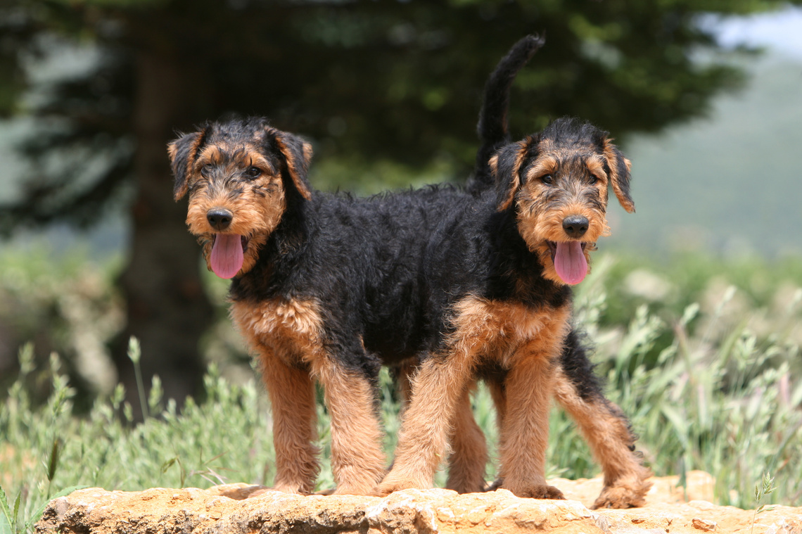 Airdale Terrier Welpen