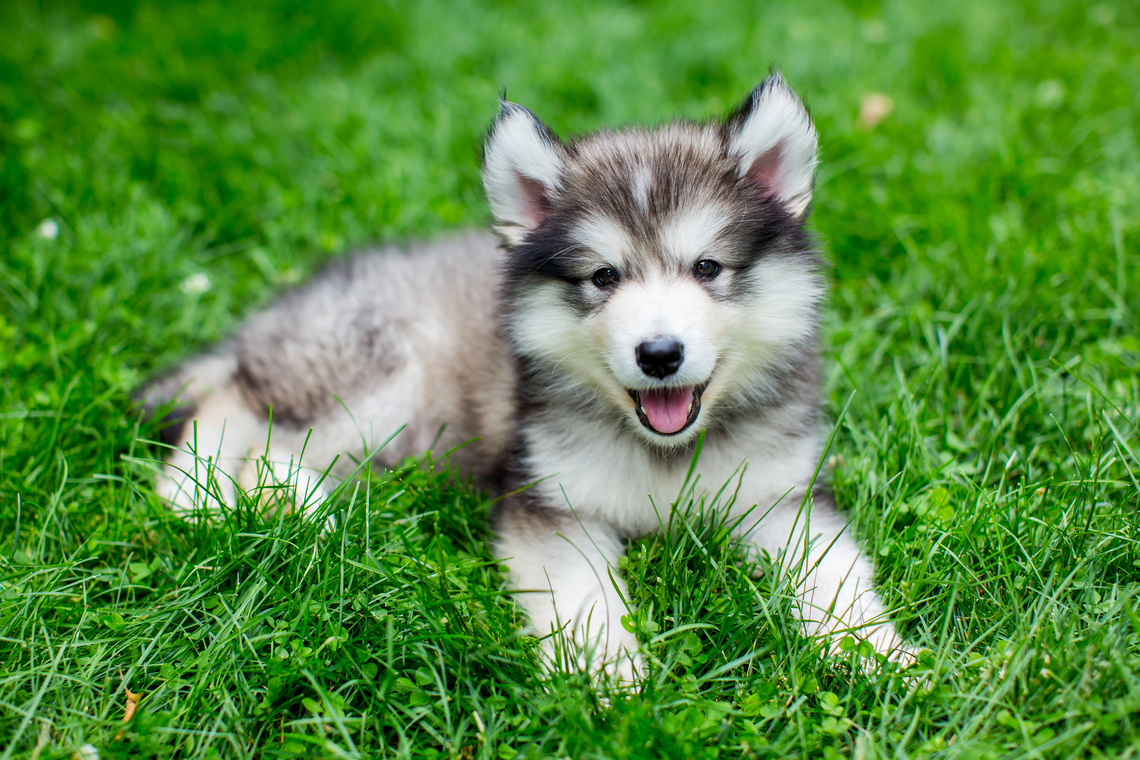 Alaskan_Malamute_Welpe