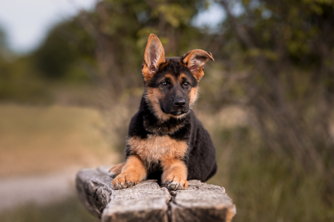 Altdeutscher Schäferhund Welpe