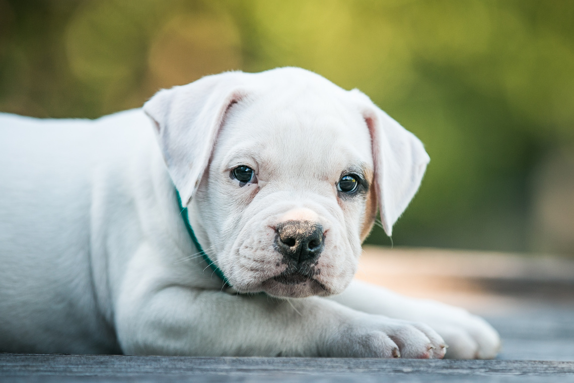 American Bulldog Welpe