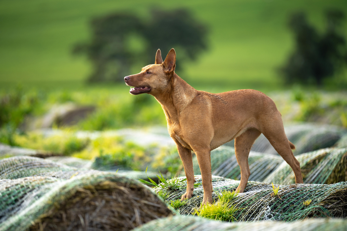 Australian_Kelpie_Portrait