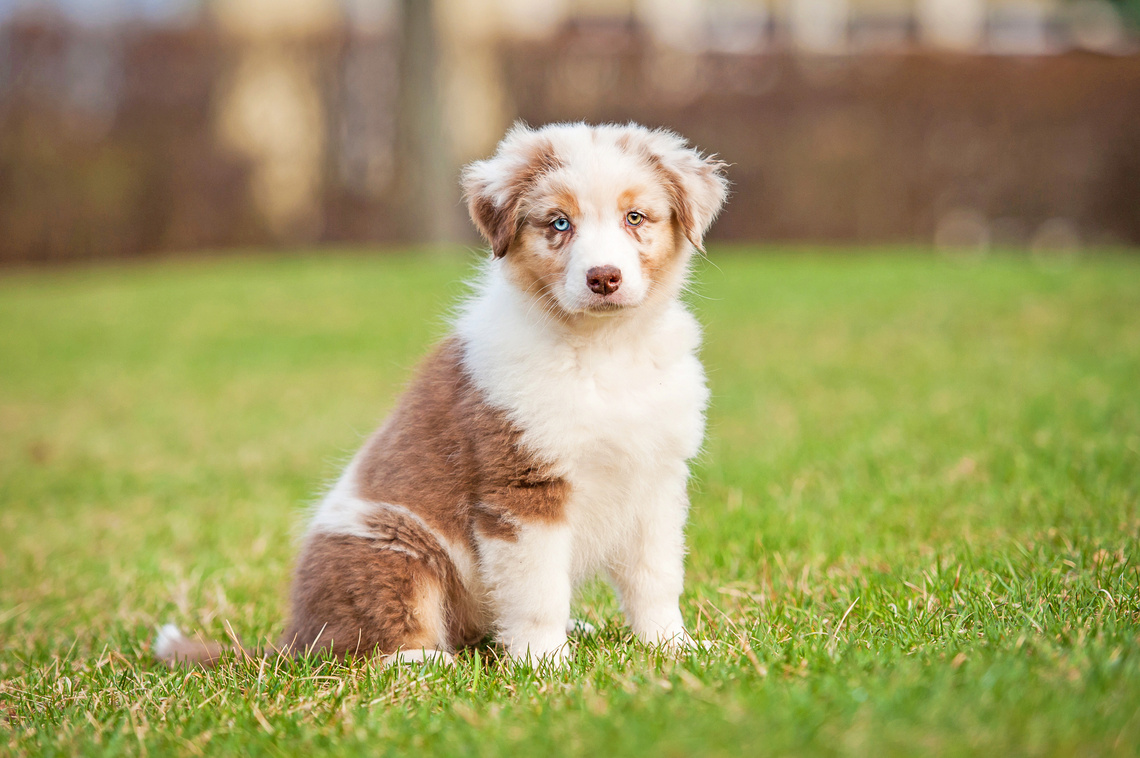 Australian Shepherd Welpe