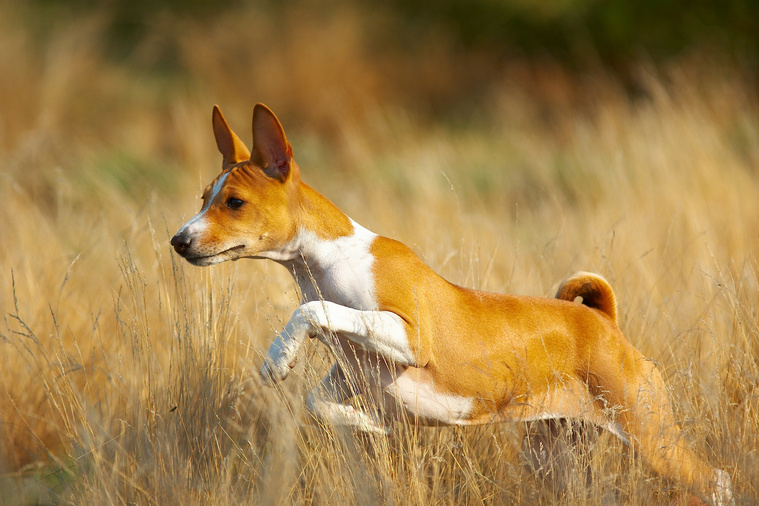 Basenji in Bewegung