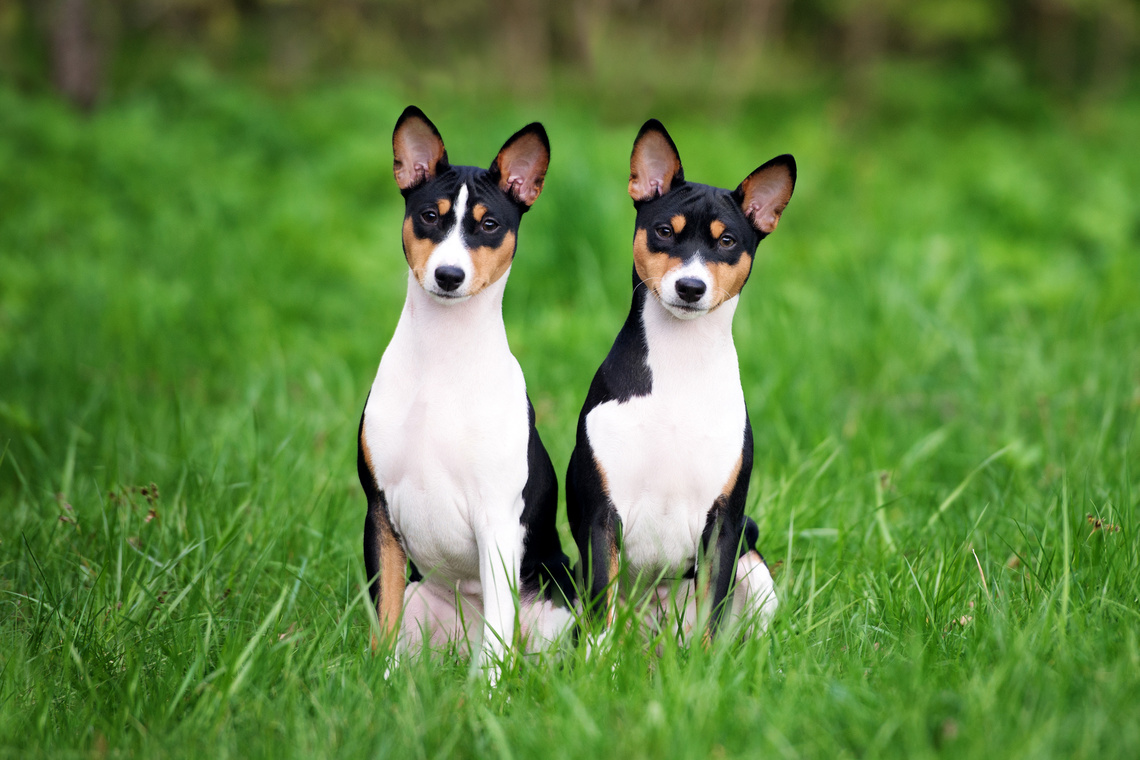 Basenji Welpen