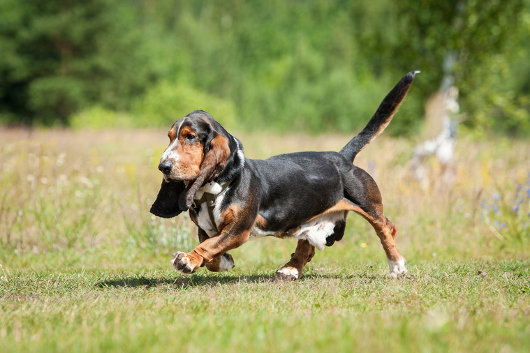 Basset_Hound_in_Bewegung