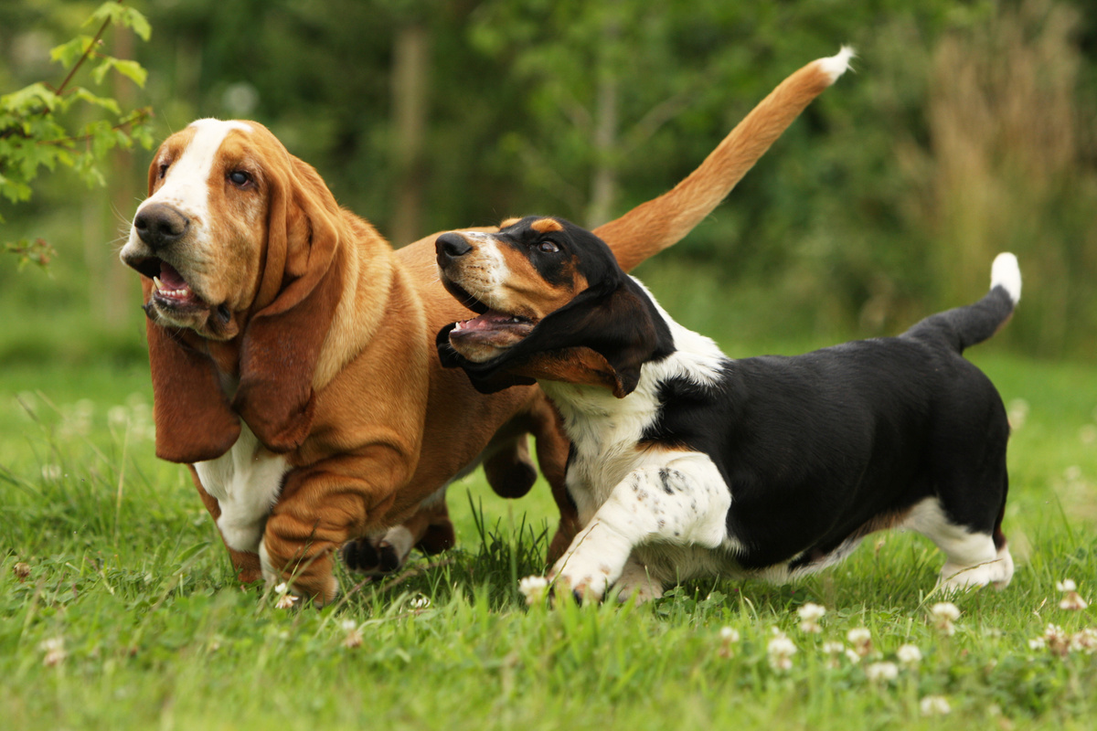 Basset_Hound_Portrait