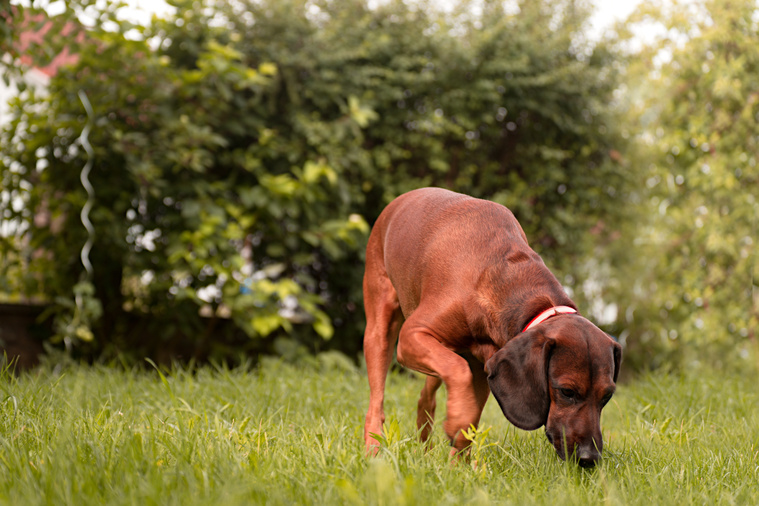 Bayerischer_Gebirgsschweisshund_Bewegung