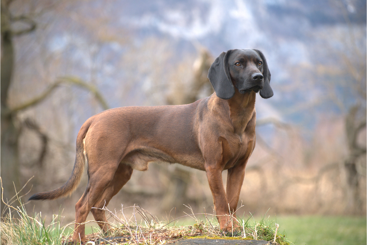 Bayerischer_Gebirgsschweißhund_Portrait