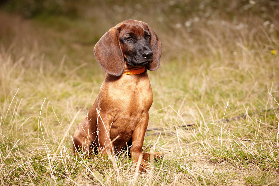 Bayerischer_Gebirgsschweißhund_Welpe